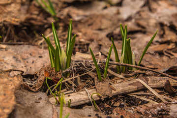 Crocuses in the garden in early spring