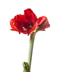 Dark red  hippeastrum (amaryllis) "Royal Red" on a white background isolated.