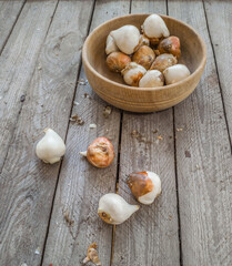 Tulips bulbs before planting in the garden  on a wooden background.
