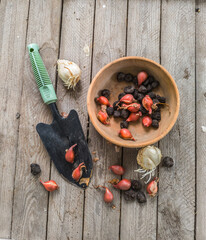 Bulbs of fritillaria, anemones and botanical tulips before planting on the table. Flat Lay