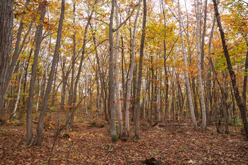 美しい紅葉する森の中を歩く　乗鞍高原