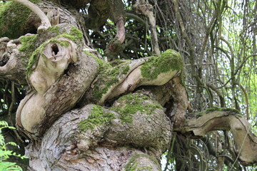 old woven tree with moss