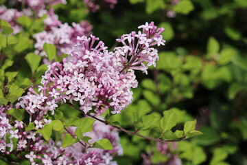 Obraz premium purple elder closeup with green leaves