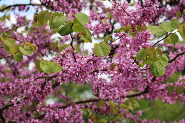 purple elder closeup with green leaves