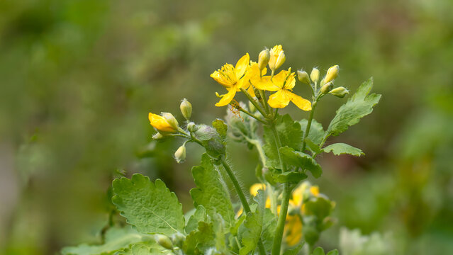 Nipplewort - Chelidonium majus