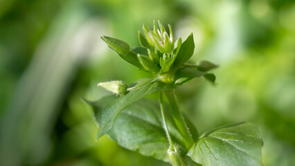 Common chickweed - Stellaria media