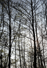 A grove of leafless trees, trees in silhouette