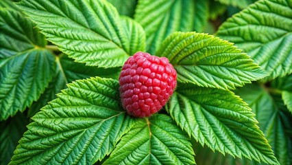 ripe raspberry berry among green leaves on the vine