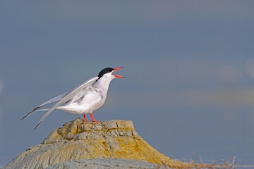 A wetland bird perched on a small earthen island in a lake. Common Tern, Sterna hirundo.