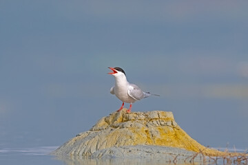 A wetland bird perched on a small earthen island in a lake. Common Tern, Sterna hirundo.