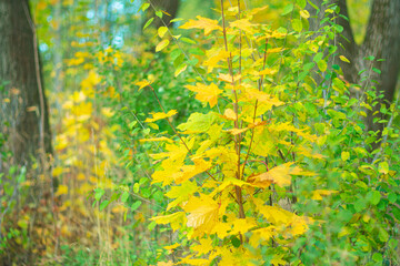 Beautiful picturesque autumn background in soft pastel colors.