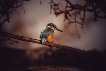 Der Eisvogel, wissenschaftlich bekannt als Alcedo atthis, ist ein faszinierender Vogel, der in Mitteleuropa vorkommt.
Mit seinem schillernden blau-orangen Gefieder ist er ein echter Hingucker.