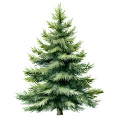 Fototapeta premium Christmas tree watercolor isolated on white background, Set of greenery Christmas pine tree watercolor illustration