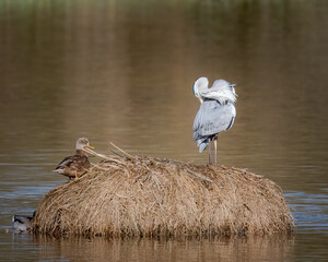 great blue heron ardea cinerea