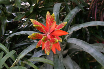 A vibrant red and yellow flower is beautifully surrounded by lush green leaves that enhance its...