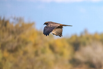 Aguila o halcon volando por el cielo en libertad dentro de un parque natural en busca de una presa