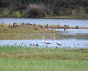 tres flamencos puestos en orden de mas alto al mas bajo