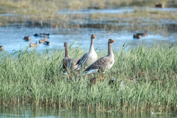Trio de gansos vigilando su alrededor en libertad en un  parque natural