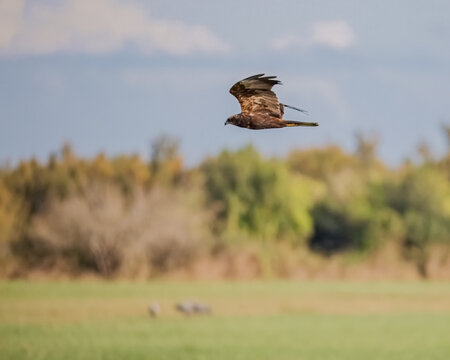 Aguila o halcon volando por el cielo en libertad dentro de un parque natural en busca de una presa