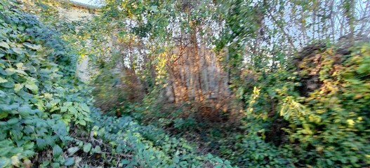 A dense and lush forest filled with a variety of trees, shrubs, and various plant life creating a vibrant ecosystem