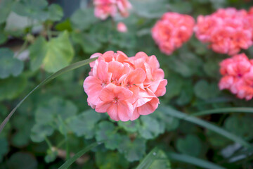 아름답게 피어난 꽃의 모습입니다.