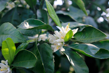 아름답게 피어난 꽃의 모습입니다.