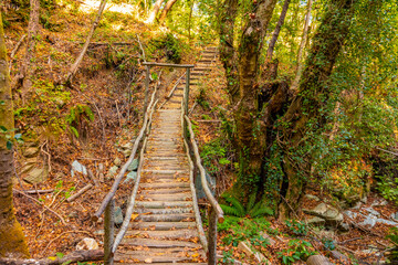 Trekking and hiking routes in the dense forest with lush vegetation in Tsagarada village, Pelion, Greece. Forest paths. Autumn landscape