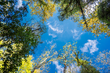 Looking up at the treetops. A beautiful canopy of trees, with lush green foliage and a patch of clear blue sky peeking through. Sunlight Filtering Through the Branches