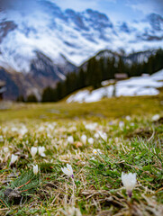 Crocuses in Murren, Swiss Alps 