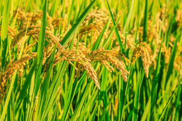 Ripe rice in farm fields. autumn harvest season.