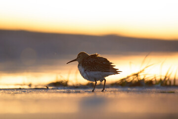 Dunlin 