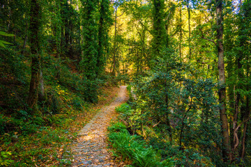 Obraz premium Trekking and hiking routes in the dense forest with lush vegetation in Tsagarada village, Pelion, Greece. Forest paths. Autumn landscape