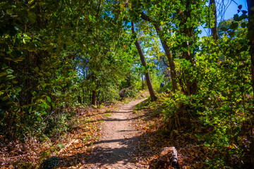 Trekking and hiking routes in the dense forest with lush vegetation in Tsagarada village, Pelion, Greece. Forest paths. Autumn landscape