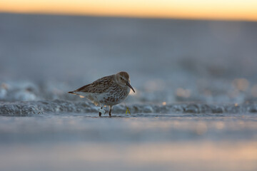 Dunlin 