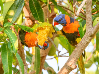 Red-collared Lorikeet (Trichoglossus rubritorquis) in Australia