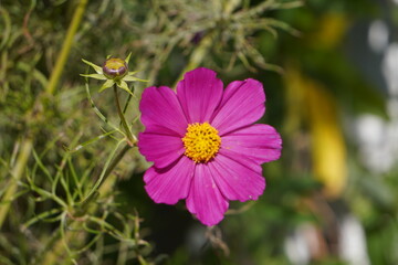 Cosmea