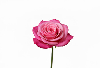 Fototapeta premium A single pink and white rose with a green stem against a white background.