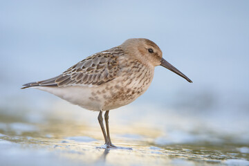 Dunlin 