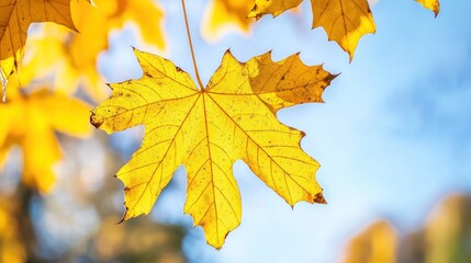 Obraz premium A single yellow maple leaf hangs from a branch against a blue sky.
