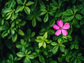 Vibrant Pink Flower Among Green Leaves