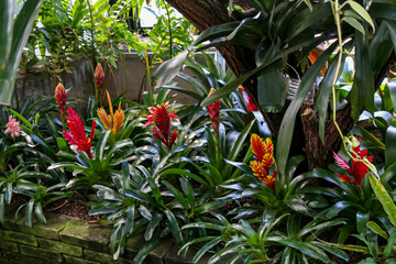 A vibrant red and yellow flower is beautifully surrounded by lush green leaves that enhance its...