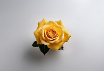 A single yellow rose with green leaves sits on a plain white background. The rose is in full bloom.
