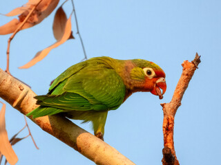 Varied Lorikeet (Psitteuteles versicolor) in Australia