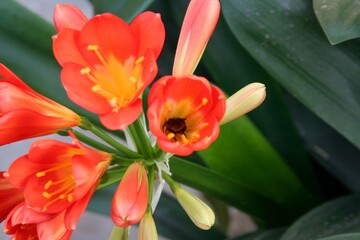 This image features a closeup view of a vibrant plant that displays beautiful orange flowers along with lush green leaves, creating a striking appearance