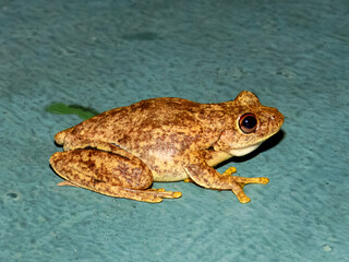 Western Tree Frog (Polypedates occidentalis) in Australia