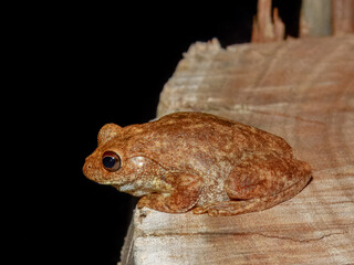 Western Tree Frog (Polypedates occidentalis) in Australia