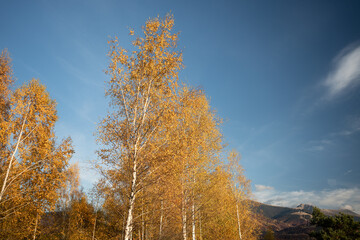 Fototapeta premium Yellow pine leaves contrast beautifully with the clear blue sky and the mountains in the background.