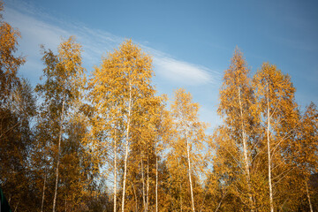 Fototapeta premium autumn in the forest