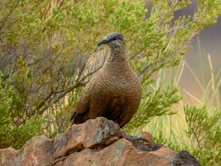 White-quilled Rock-Pigeon (Petrophassa albipennis) in Australia