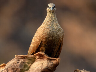 White-quilled Rock-Pigeon (Petrophassa albipennis) in Australia